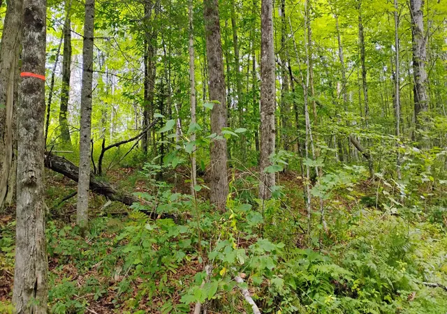 Photo 1 of Sale Pending at Xx Washburn Rd, Orange, NH 03741 | MLS# 5107506 | Listing updated on 2026-09-03