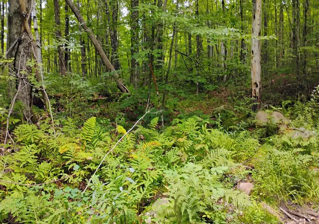 Photo 3 of Sale Pending at Xx Washburn Rd, Orange, NH 03741 | MLS# 5107506 | Listing updated on 2026-09-03