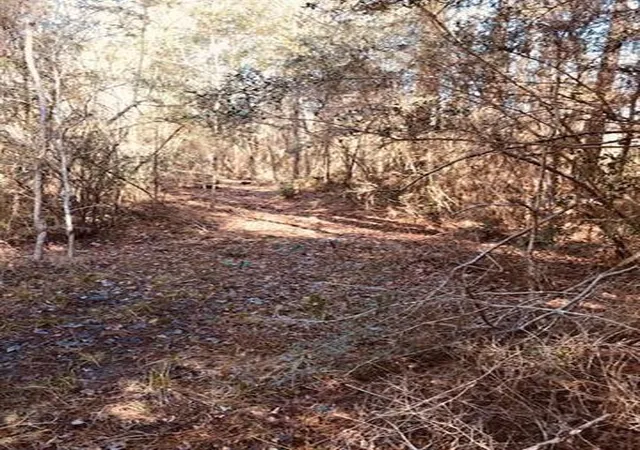 Photo 2 of Land for sale at 29227 Pacquet Rd, Lacombe, LA 70445 | MLS# 2448413 | Listing updated on 2025-11-08