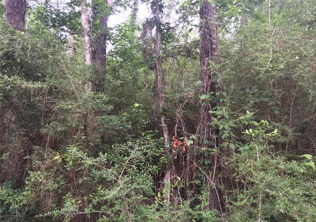 Photo 3 of Land for sale at 0 Paquet Rd, Lacombe, LA 70445 | MLS# 2458740 | Listing updated on 2026-07-30