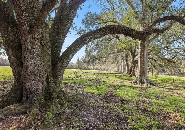Photo 4 of Land for sale at 255 Jp Thomas Rd, Amite, LA 70422 | MLS# 2542503 | Listing updated on 2026-07-24
