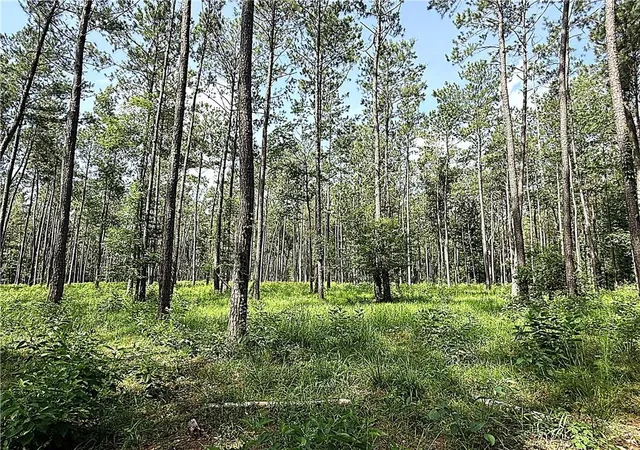 Photo 3 of Land for sale at 71 Acres Pierre Cemetery Rd, Folsom, LA 70437 | MLS# 2561409 | Listing updated on 2026-07-07