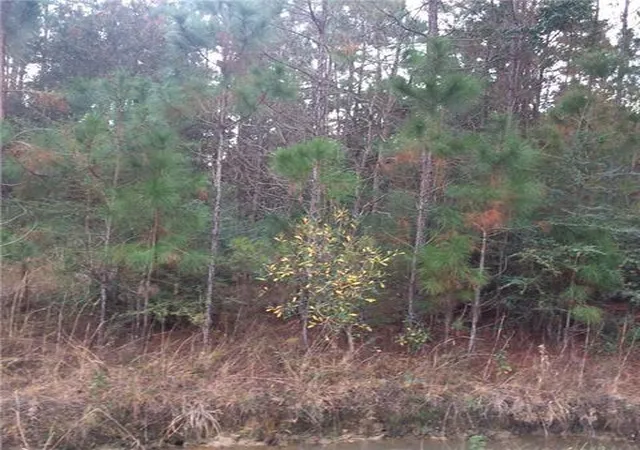 Photo 2 of Land for sale at Ogise Richardson Rd, Bush, LA 70431 | MLS# 2563821 | Listing updated on 2026-06-19