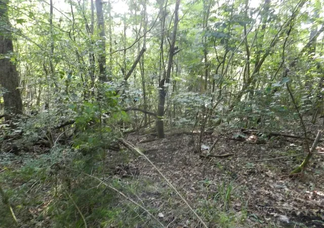 Photo 13 of Land for sale at (Undisclosed), Bush, LA 70431 | MLS# 2141417 | Listing updated on 2026-04-12