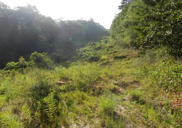 Photo 4 of Land for sale at (Undisclosed), Bush, LA 70431 | MLS# 2141417 | Listing updated on 2026-04-12