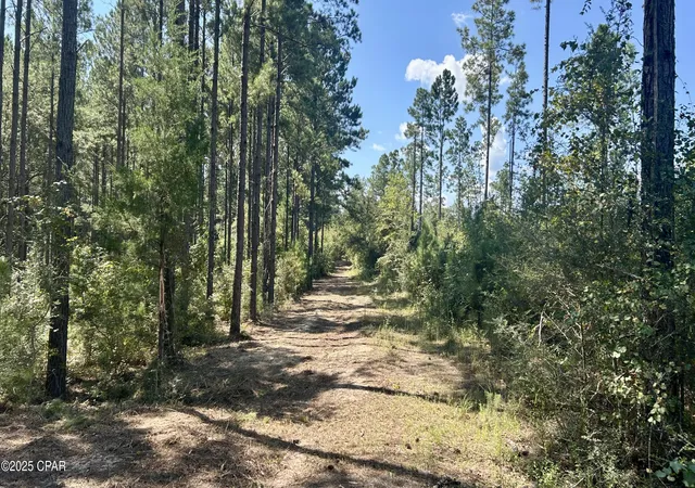 5th image of 0 Co 147 Hwy, Laurel Hill, FL 32567 | MLS# 779361