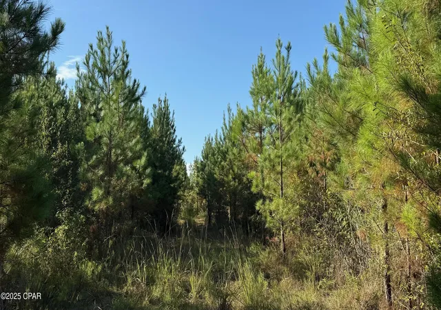 3rd image of 0 Hwy 2, Graceville, FL 32440 | MLS# 779817