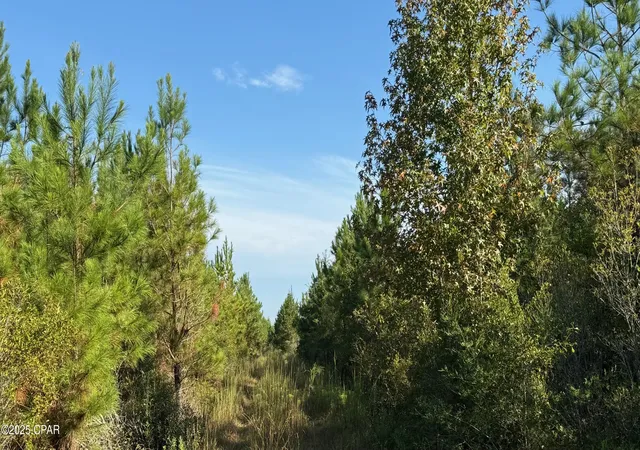 4th image of 0 Hwy 2, Graceville, FL 32440 | MLS# 779817