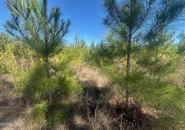 23rd image of 000 River Rd, Sneads, FL 32460 | MLS# 780436