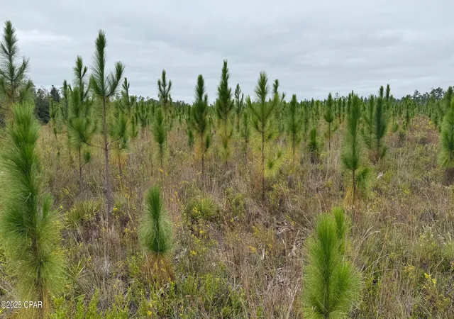 Photo 1 of Land for sale at 10900 E Hwy 388, Youngstown, FL 32466 | MLS# 781201 | Listing updated on 2026-05-30