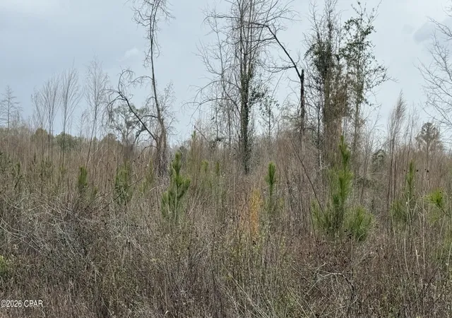 2nd image of 0000 Christmas Rd, Campbellton, FL 32426 | MLS# 785887