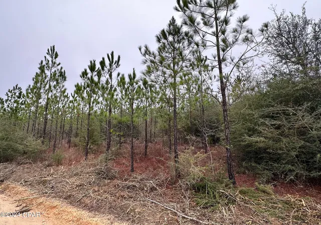 Homes for sale in Caryville, FL | Tract 6418 S Mattox Springs Rd #4, Caryville, FL 32427 | MLS# 786202