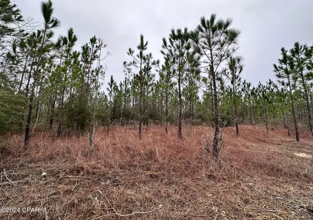 Homes for sale in Caryville, FL | Tract 6418 S Mattox Springs Rd #4, Caryville, FL 32427 | MLS# 786202