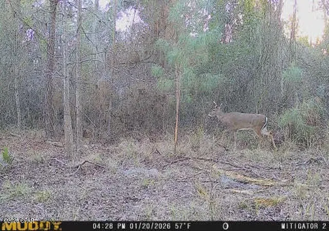 19th image of 0 Iron Bridge Rd, Marianna, FL 32448 | MLS# 788161