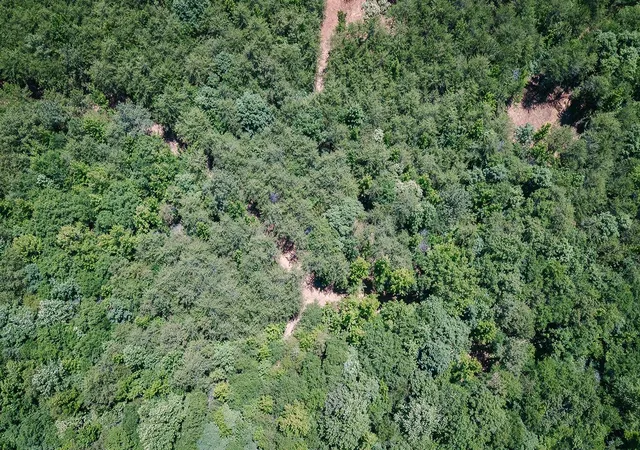 Photo 3 of Land for sale at 2109 Tract A Riddle Rd, Pauline, SC 29374 | MLS# SPN338585 | Listing updated on 2026-08-15