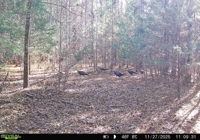 Photo 1 of Sale Pending at 00 Simpson Ml Rd, Laurens, SC 29360 | MLS# SPN341371 | Listing updated on 2026-09-20