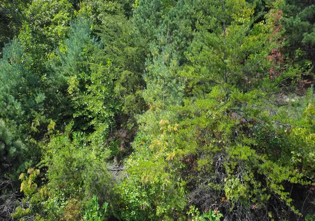 Photo 3 of Land for sale at 275 Kincaid Pl, Mill Spring, NC 28756 | MLS# SPN342009 | Listing updated on 2026-09-23