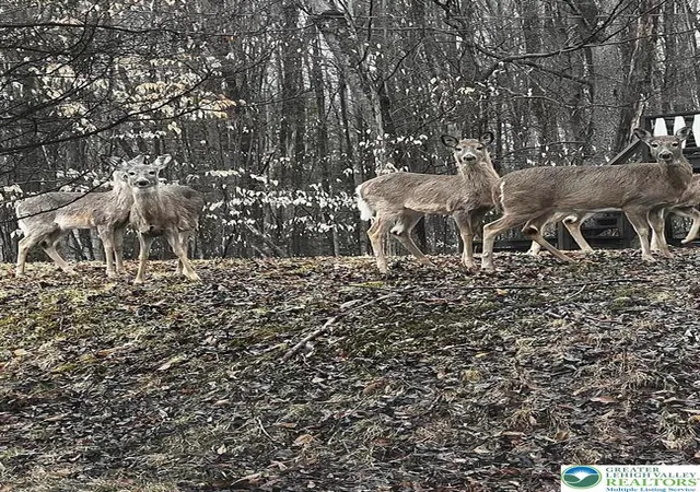 Photo 1 of Land for sale at 535 Maxatawny Dr, Pocono Lake, PA 18347 | MLS# 775393 | Listing updated on 2026-07-06