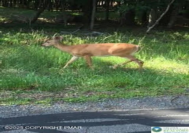Photo 5 of Land for sale at 0 Cranberry Dr, Bushkill, PA 18324 | MLS# 779189 | Listing updated on 2026-07-31