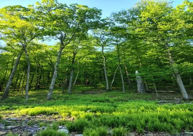 5th image of 76 Berwick Hazelton Hwy, Nescopeck, PA 18635 | MLS# 779487