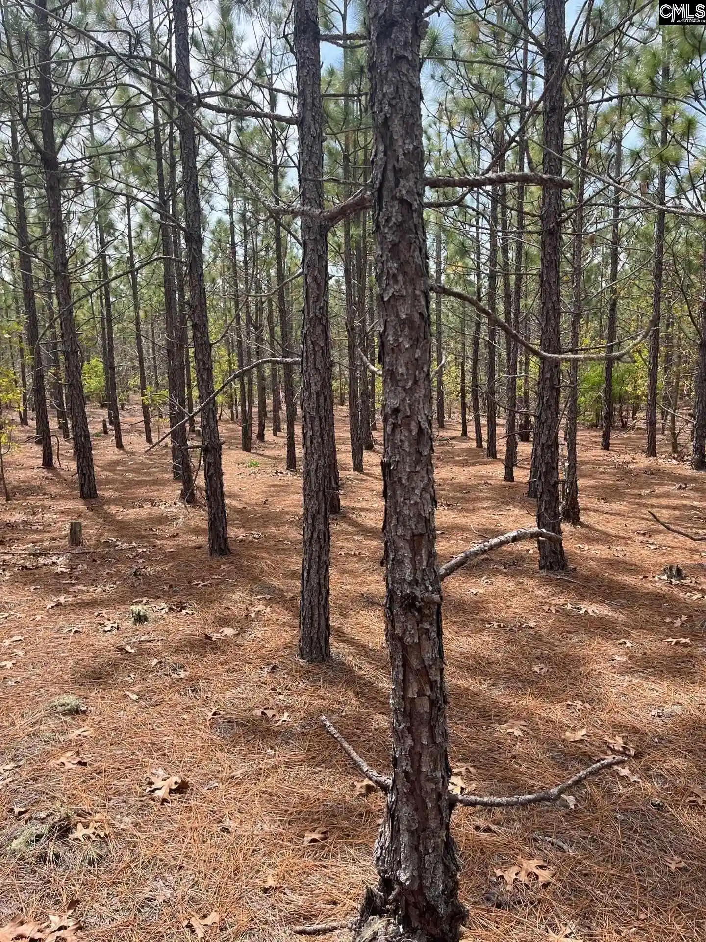 3rd image of Bdf 8 Beaverdam, Cassatt, SC 29032 | MLS# 632047