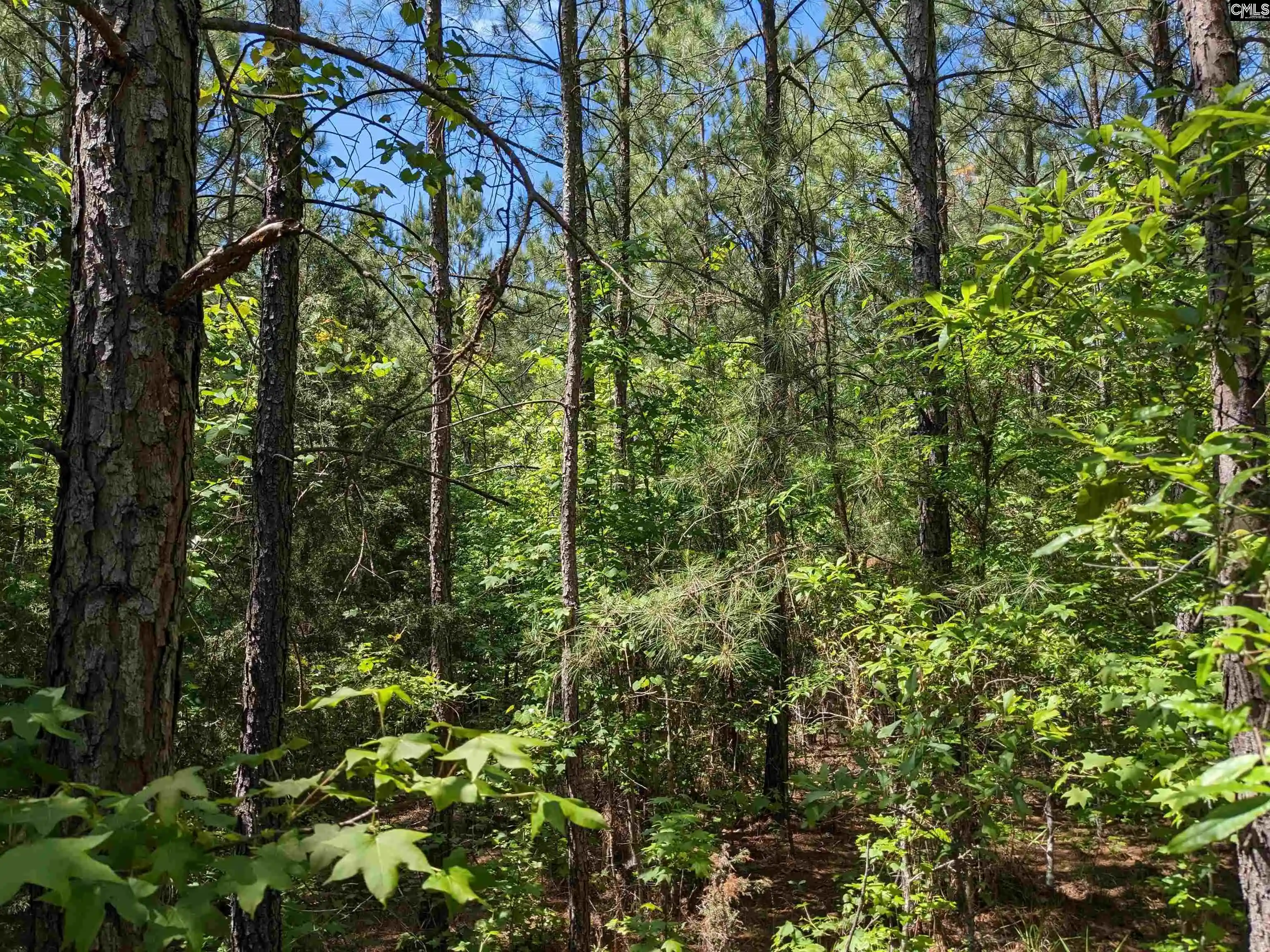 Photo 5 of Land for sale at Jewel, Ridgeway, SC 29130 | MLS# 634297 | Listing updated on 2026-05-16