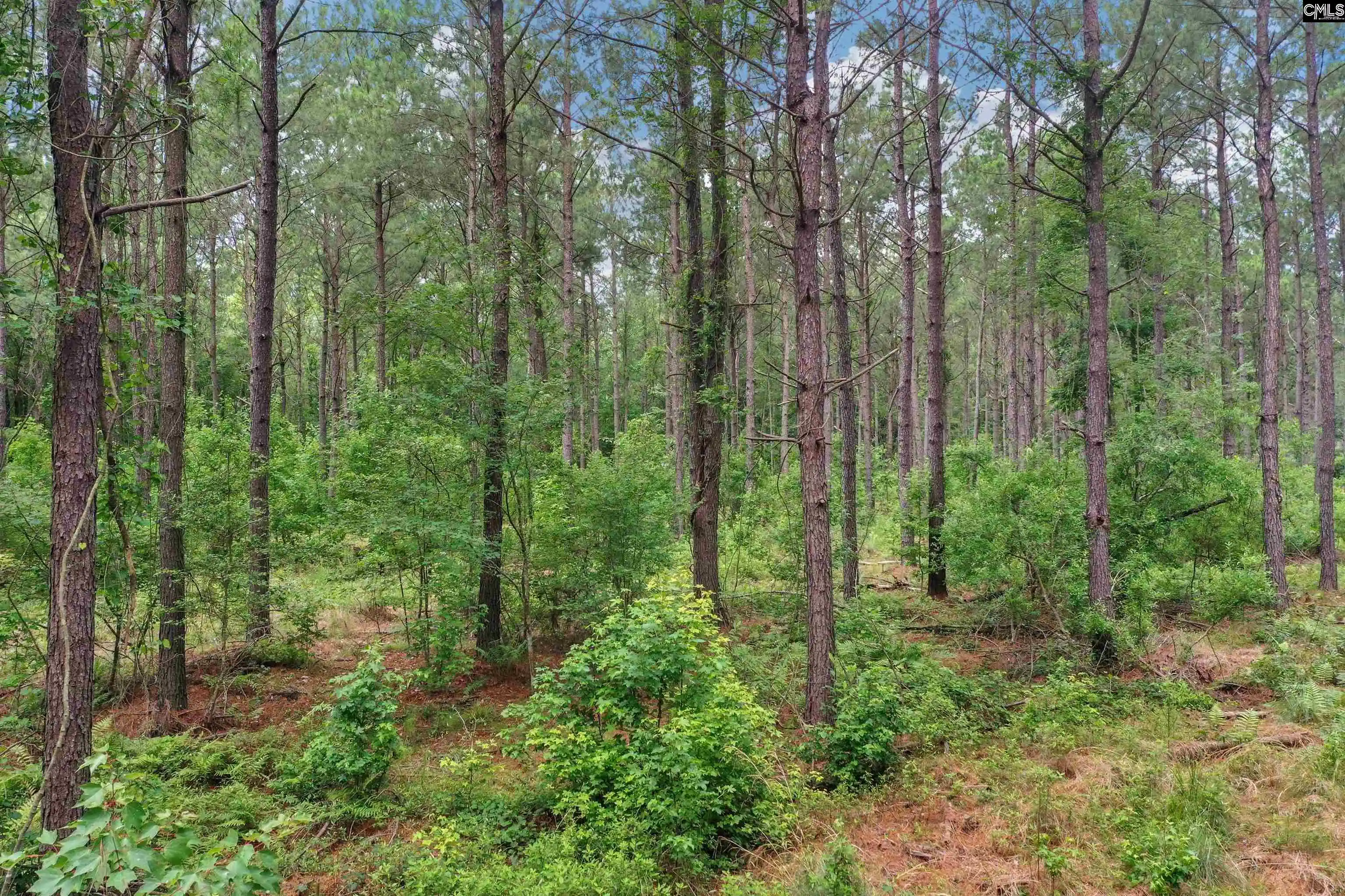 Photo 3 of Land for sale at 0000 N Brewington #10, Manning, SC 29102 | MLS# 635209 | Listing updated on 2026-05-29