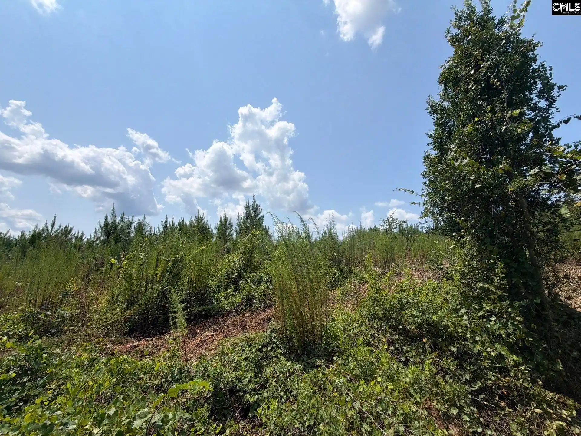 Photo 4 of Land for sale at Btf 3 Bradley, Jefferson, SC 29067 | MLS# 641235 | Listing updated on 2026-08-27