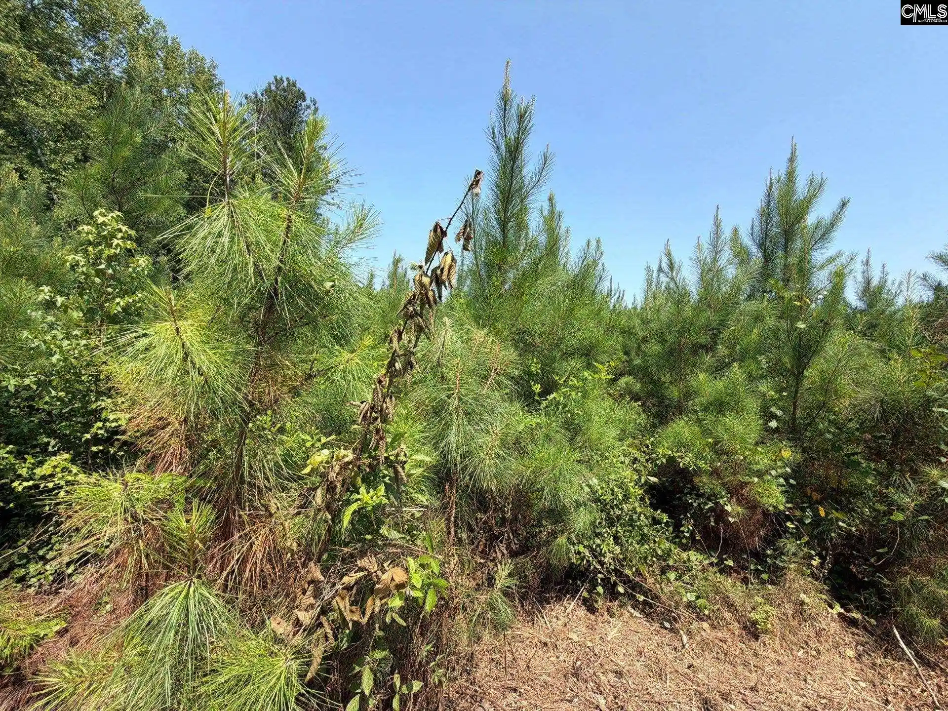 Photo 5 of Land for sale at Btf 5 Bradley, Jefferson, SC 29067 | MLS# 641241 | Listing updated on 2026-08-27