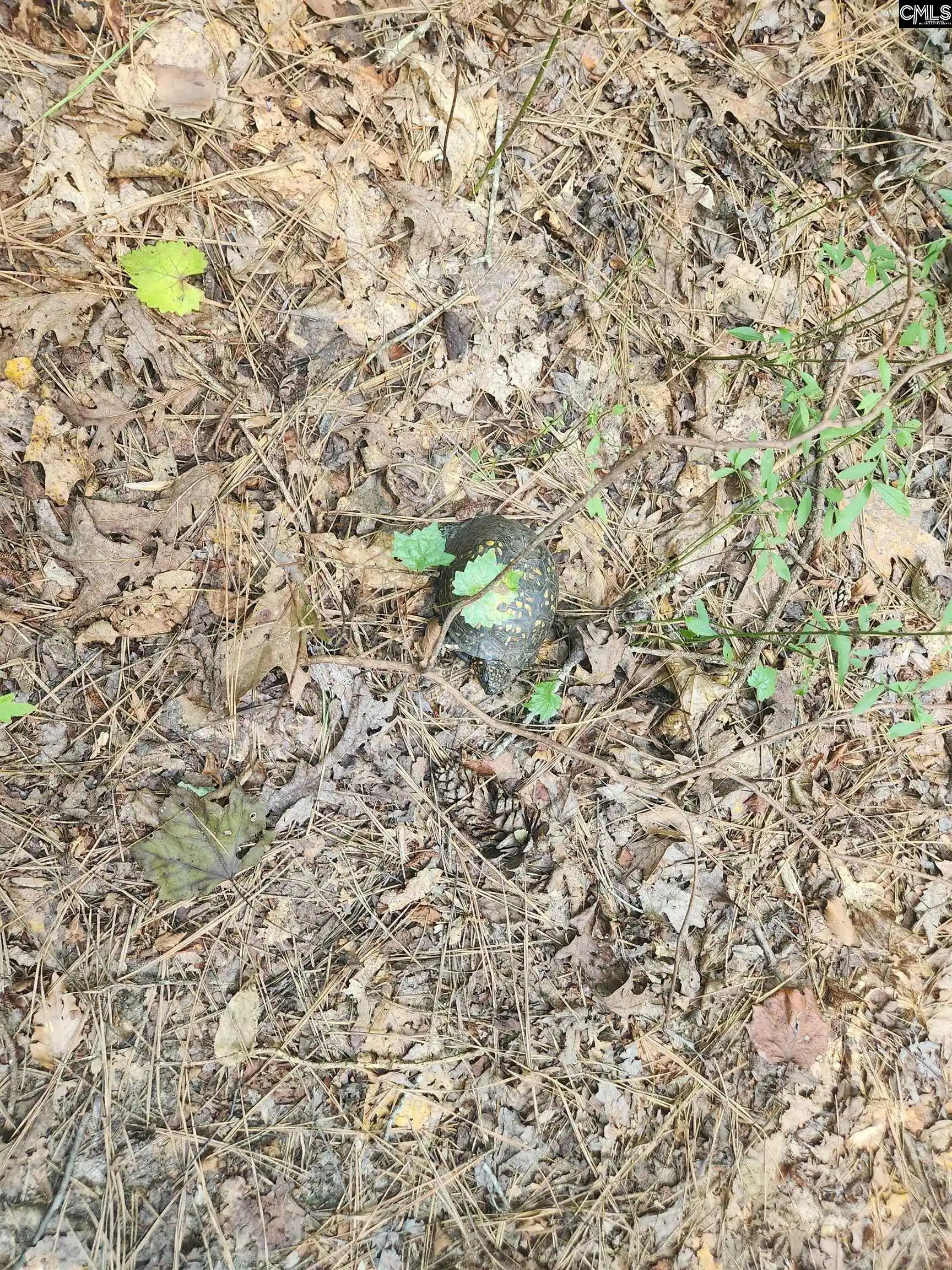 Photo 4 of Land for sale at Tract 1 Hoke, Heath Springs, SC 29058 | MLS# 642362 | Listing updated on 2026-09-03