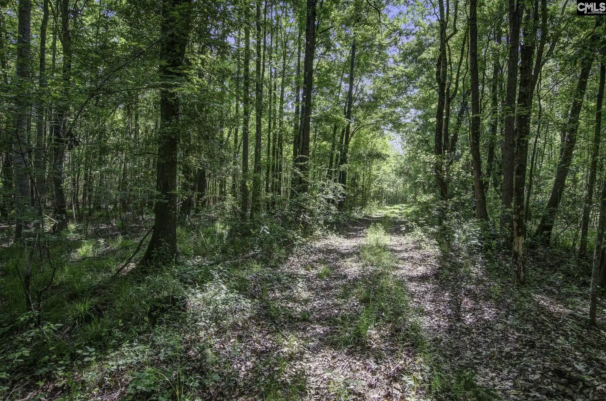 Photo 2 of Land for sale at Tbd New Meadow, Reevesville, SC 29471 | MLS# 643094 | Listing updated on 2026-09-16