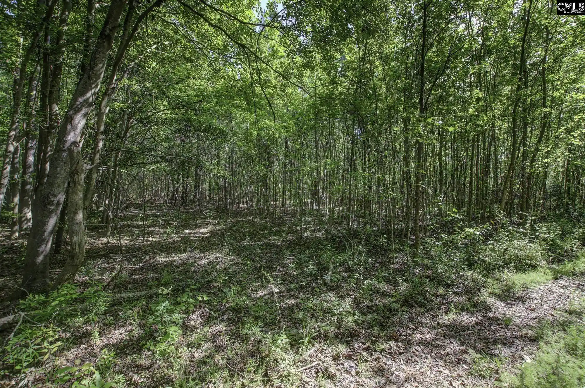 Photo 3 of Land for sale at Tbd New Meadow, Reevesville, SC 29471 | MLS# 643094 | Listing updated on 2026-09-16