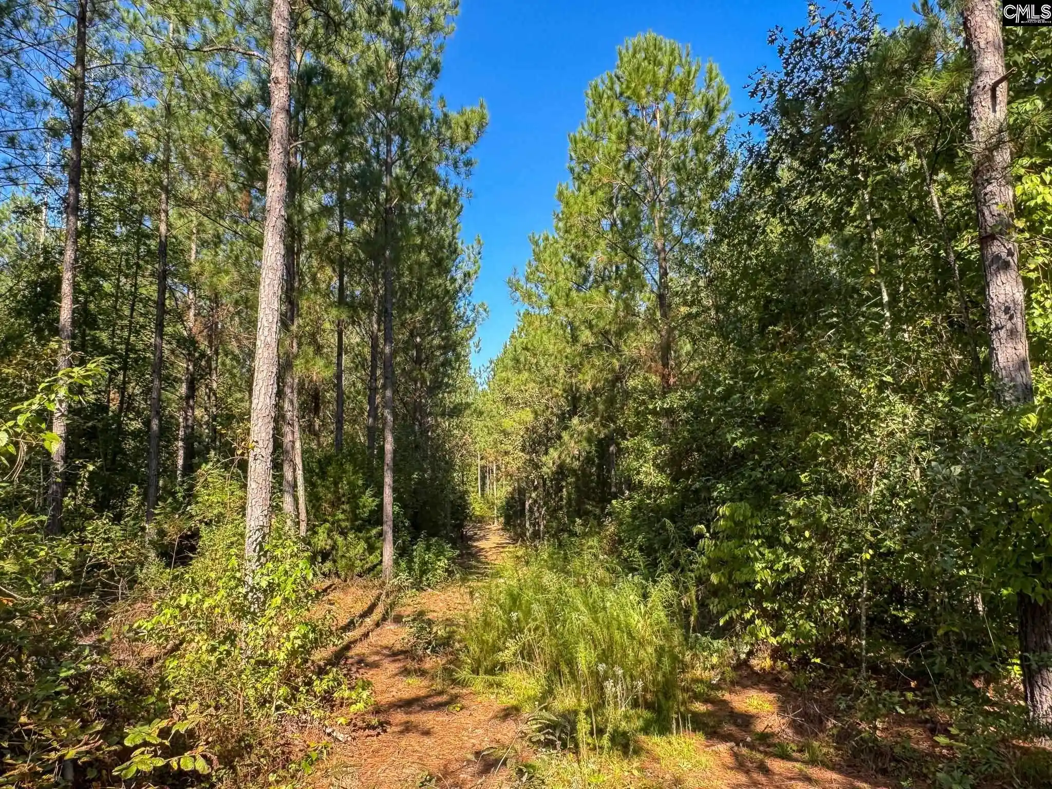 Photo 4 of Land for sale at 0 Lila, Batesburg, SC 29006 | MLS# 644543 | Listing updated on 2026-10-07