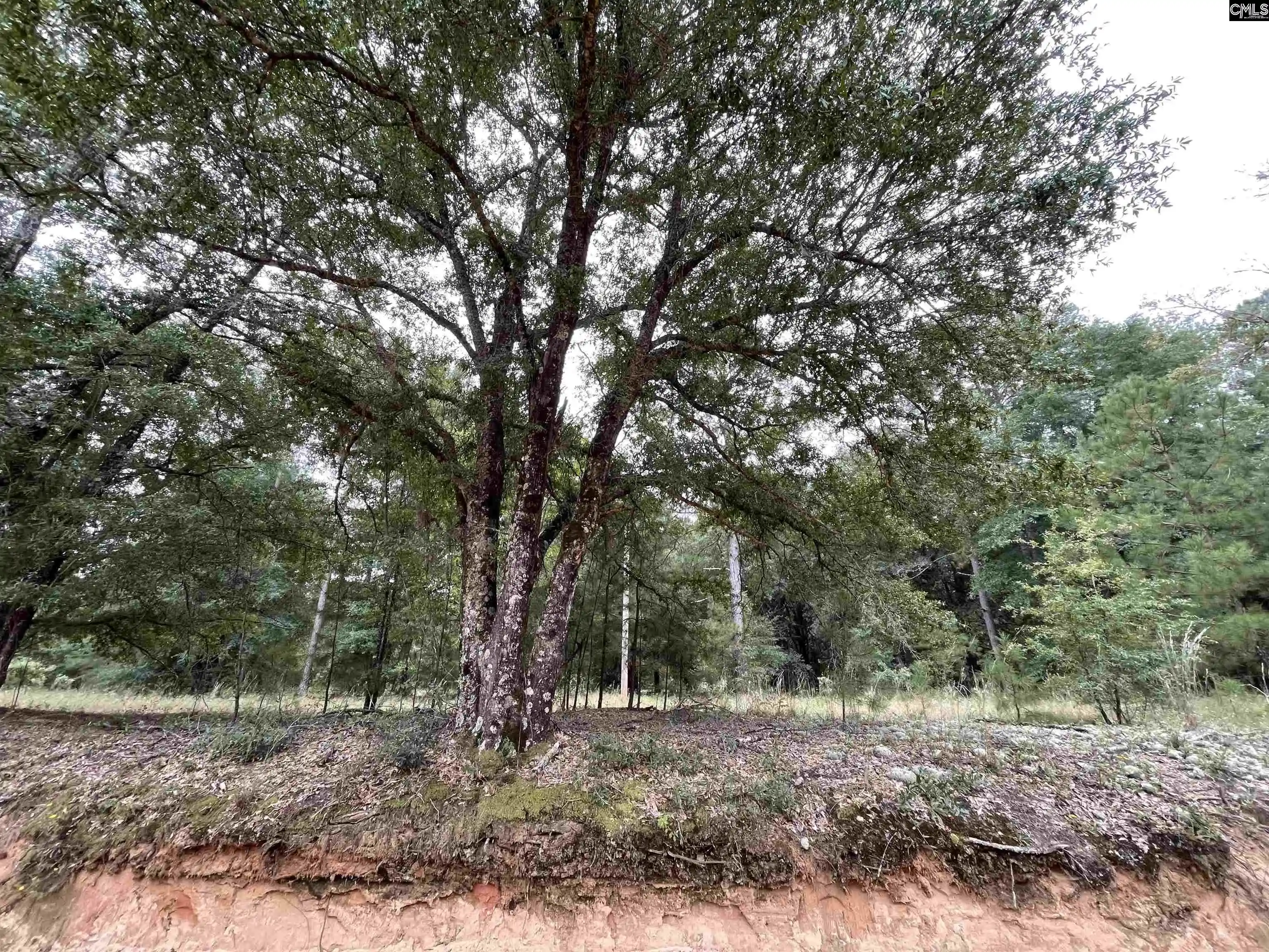 Photo 3 of Land for sale at 00 Warbonnet, Salley, SC 29137 | MLS# 644650 | Listing updated on 2026-10-13