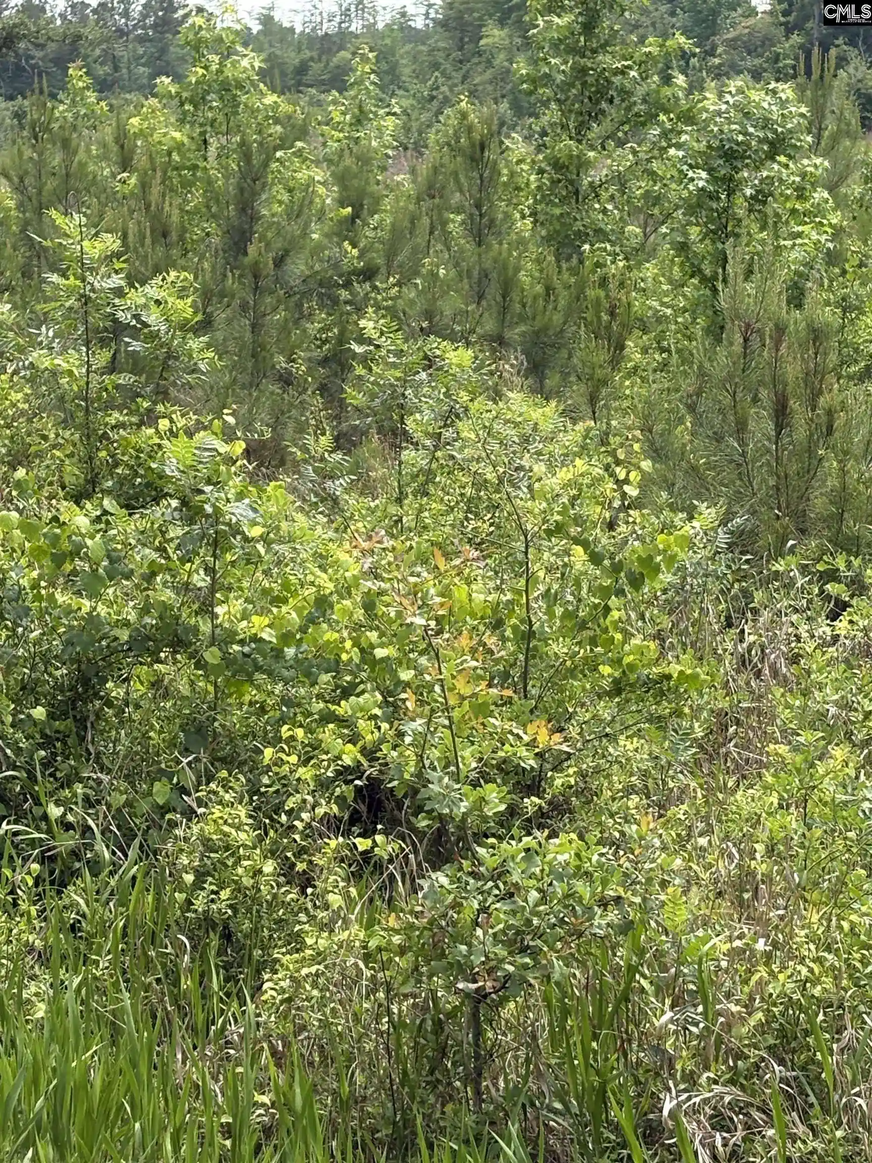 Photo 3 of Land for sale at Lot D Warbonnet, Salley, SC 29137 | MLS# 644656 | Listing updated on 2026-10-09