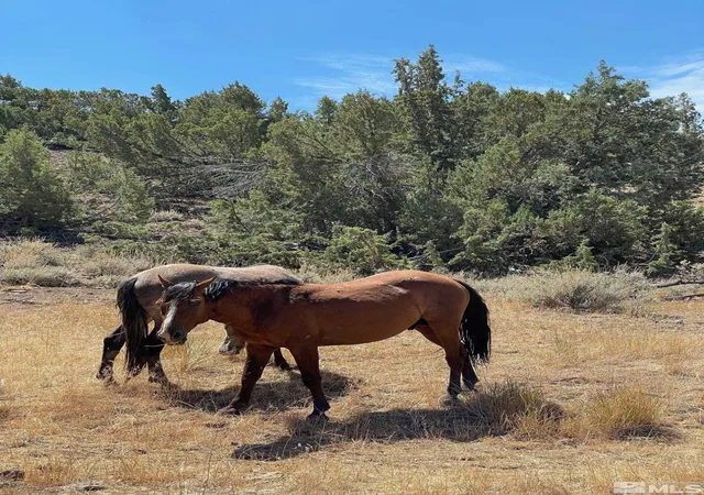 5th image of 0 Wilcox Ranch Rd, Reno, NV 89510 | MLS# 250002490