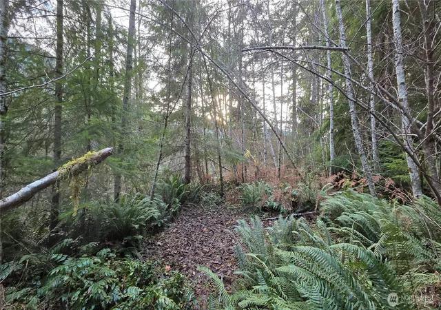Photo 3 of Sale Pending at 0 Kautz Pl, Ashford, WA 98304 | MLS# NWM2458843 | Listing updated on 2026-06-16