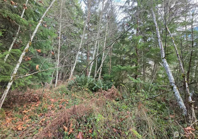 Photo 3 of Sale Pending at 0 Kautz Pl, Ashford, WA 98304 | MLS# NWM2458843 | Listing updated on 2026-06-16