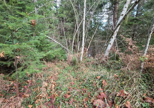 Photo 4 of Sale Pending at 0 Kautz Pl, Ashford, WA 98304 | MLS# NWM2458843 | Listing updated on 2026-06-16