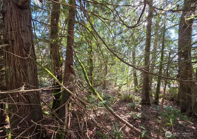 Photo 3 of Land for sale at 0 Cedar Pl, Brinnon, WA 98320 | MLS# NWM2502495 | Listing updated on 2026-09-25