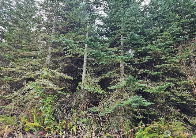 Photo 2 of Land for sale at 0 Birley Rd, Mossyrock, WA 98564 | MLS# NWM2508051 | Listing updated on 2026-09-21