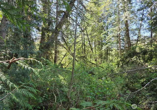 Photo 1 of Land for sale at 0 Falls Rd, Randle, WA 98377 | MLS# NWM2517194 | Listing updated on 2026-09-21