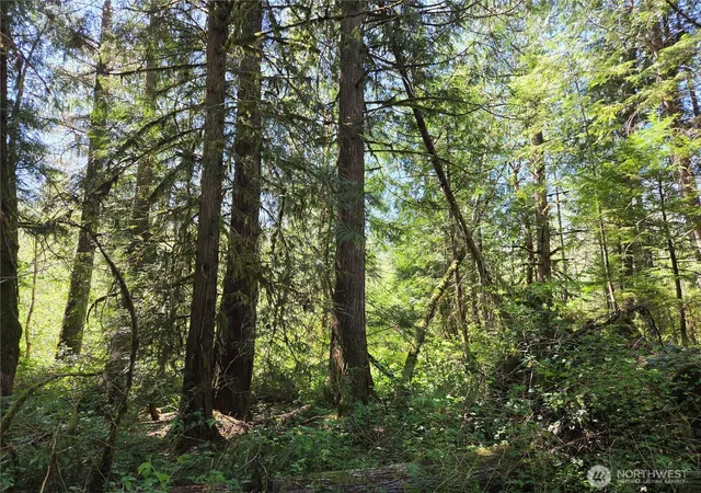 Photo 2 of Land for sale at 0 Falls Rd, Randle, WA 98377 | MLS# NWM2517194 | Listing updated on 2026-09-21