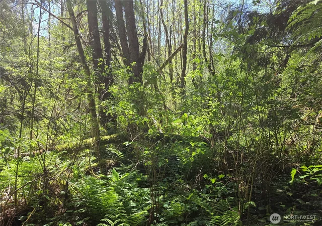 Photo 3 of Land for sale at 0 Falls Rd, Randle, WA 98377 | MLS# NWM2517194 | Listing updated on 2026-09-21