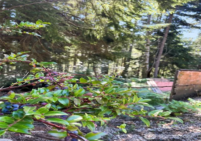Photo 4 of Land for sale at 111 N Colony Surf Dr, Lilliwaup, WA 98555 | MLS# NWM2518524 | Listing updated on 2026-09-21