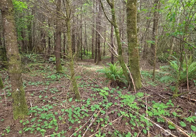 Photo 1 of Land for sale at 13 Beaver Hl Ln, Montesano, WA 98563 | MLS# NWM2520603 | Listing updated on 2026-09-21