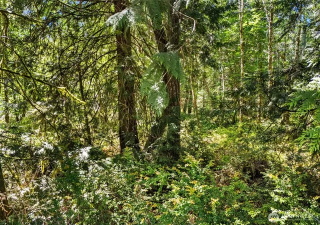 Photo 3 of Land for sale at 0 E Tr 15 Jared Rd, Shelton, WA 98584 | MLS# NWM2527343 | Listing updated on 2026-09-21