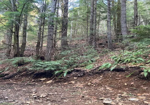 Photo 4 of Land for sale at 0 N Dow Ridge, Hoodsport, WA 98548 | MLS# NWM2529126 | Listing updated on 2026-09-21