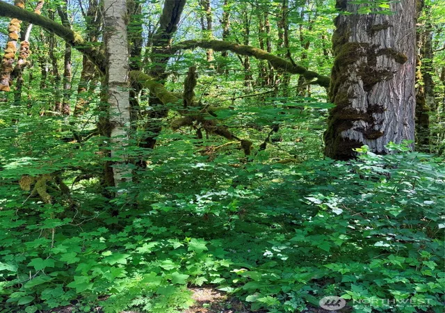 Photo 1 of Land for sale at 10204 Foss River Pl Ne, Skykomish, WA 98288 | MLS# NWM2530255 | Listing updated on 2026-09-21