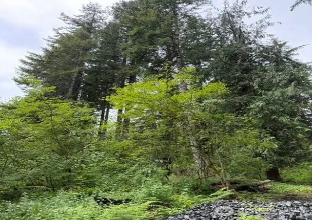 Photo 4 of Sale Pending at 55015 315th Avenue, Ashford, WA 98304 | MLS# NWM2535748 | Listing updated on 2026-08-07